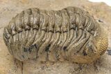 Pustulous Morocops Spinifer Trilobite With Two Gerastos #230505-1